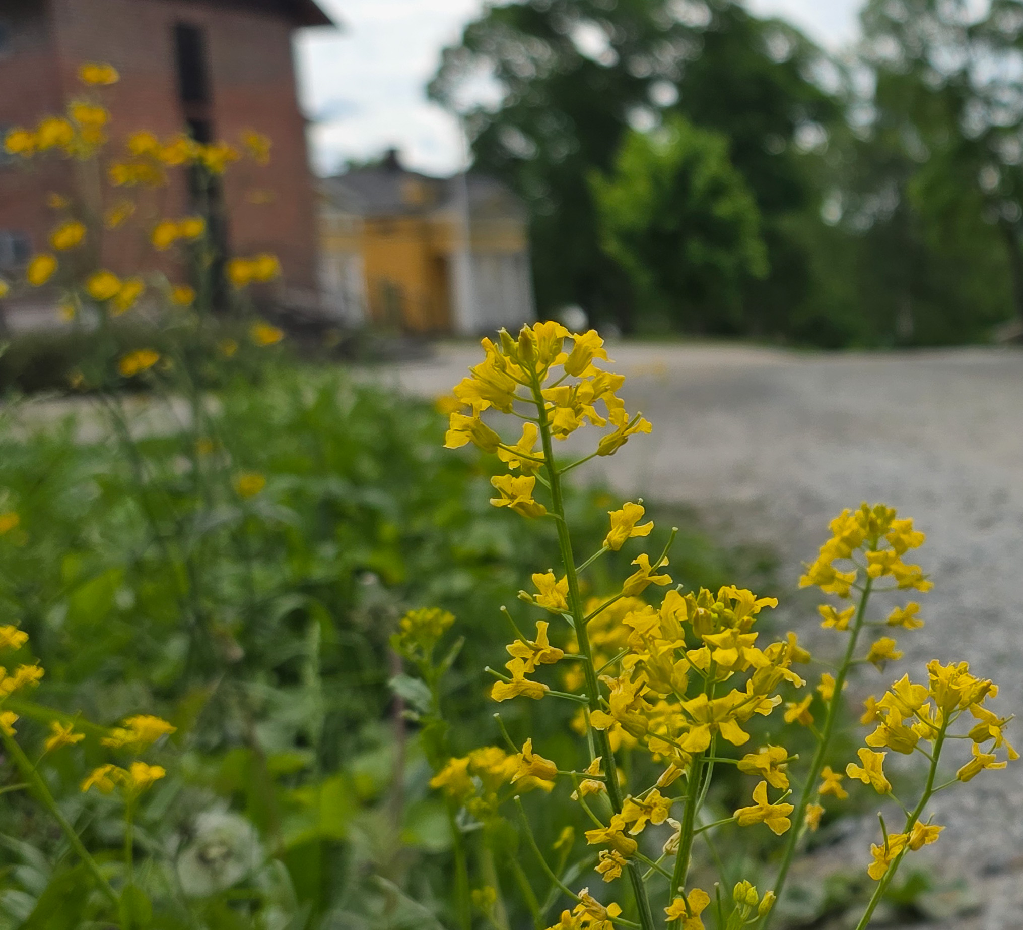 Wiurilan talouskeskus ja saapumispiste