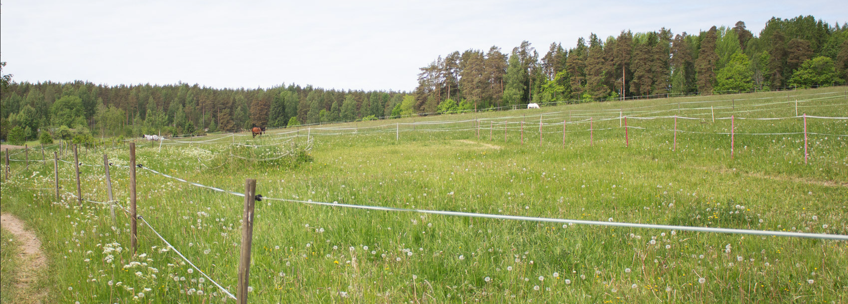 Wiurila