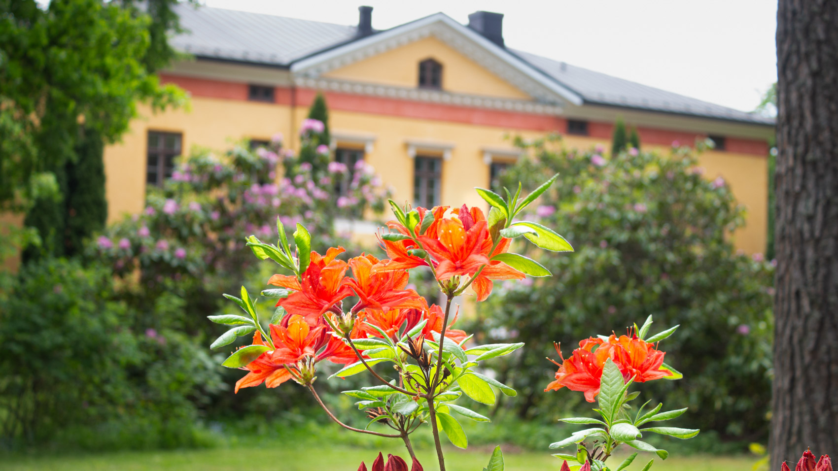 Wiurilan kartanon päärakennus kukkaloistossa