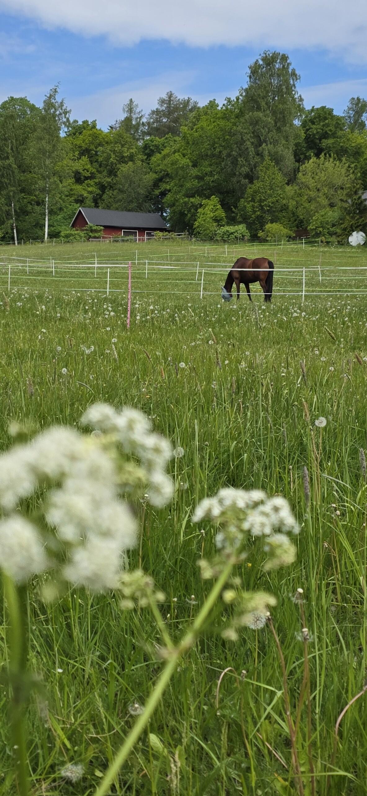 Horse on the Wiurila fields