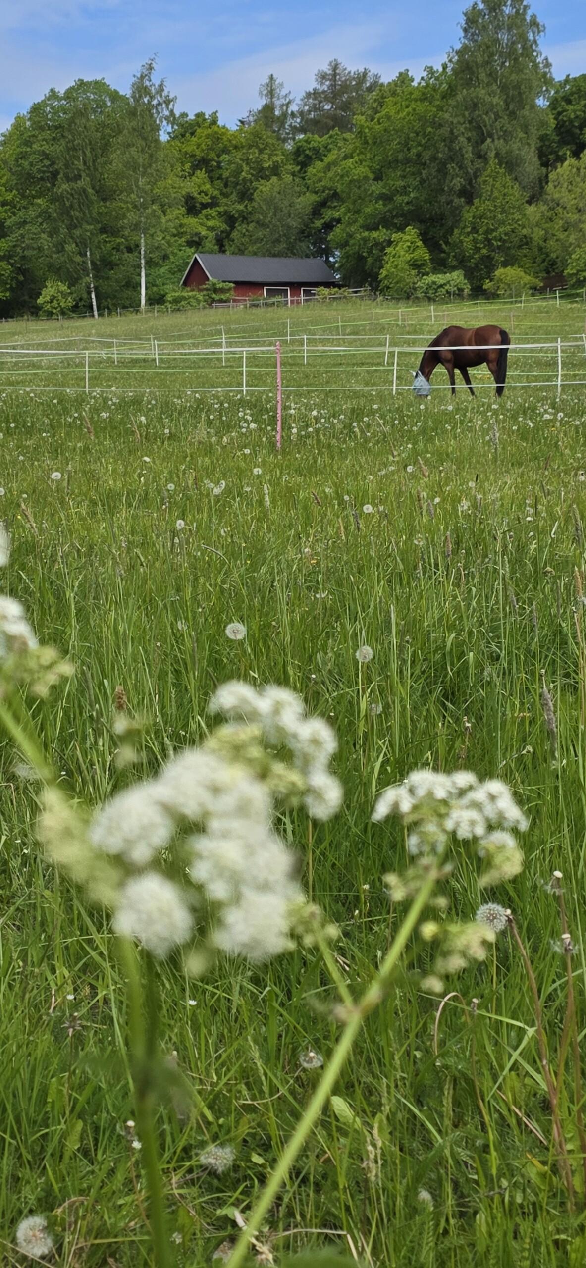 Wiurilassa hevonen laitumella
